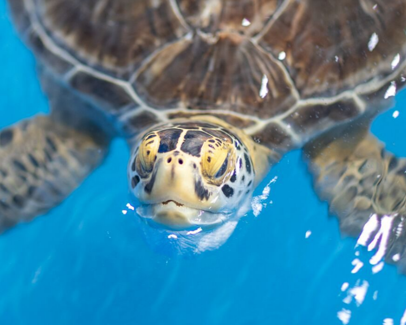 Sea Turtle Camp